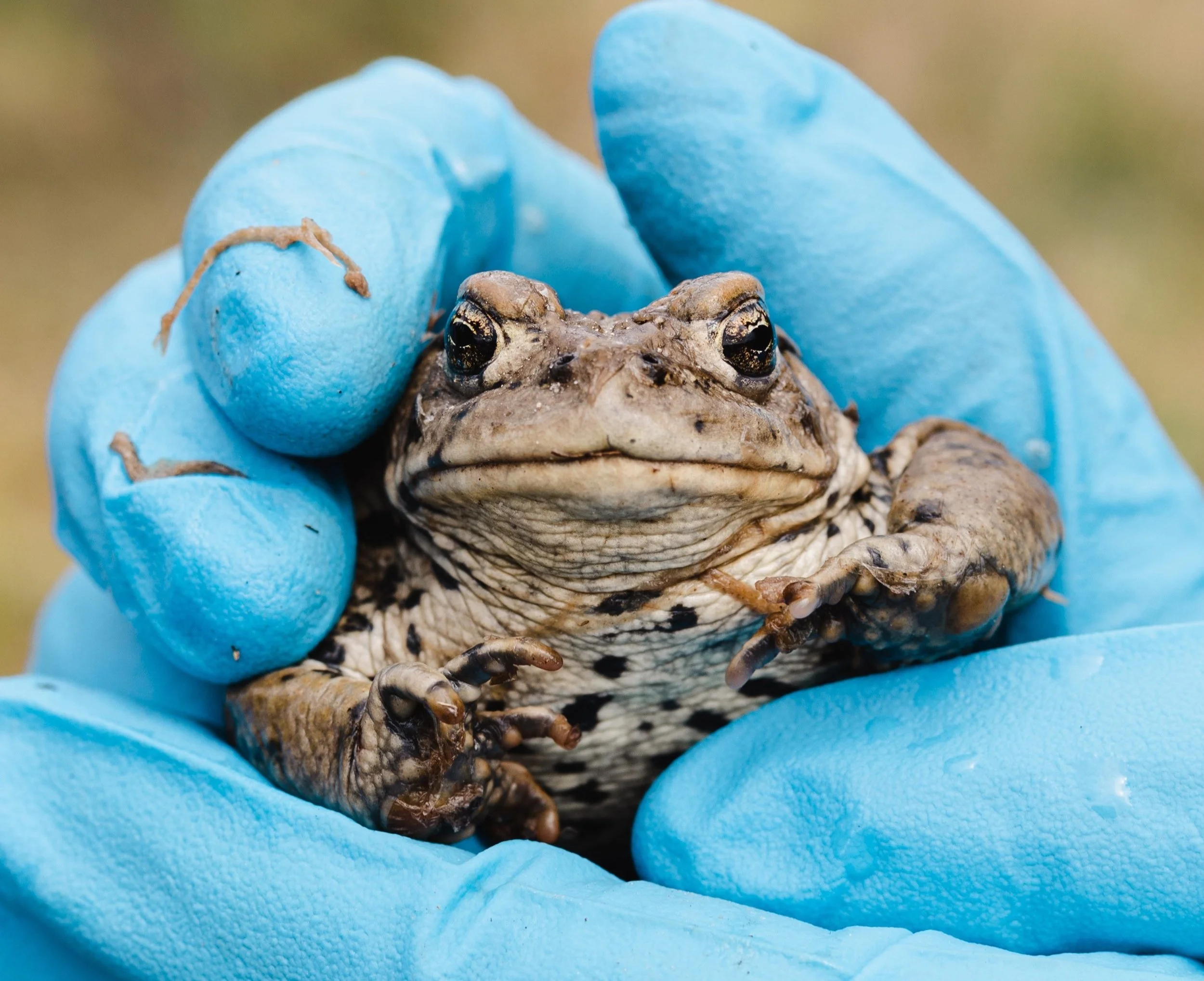 Western Toad Project — Sageland Collaborative